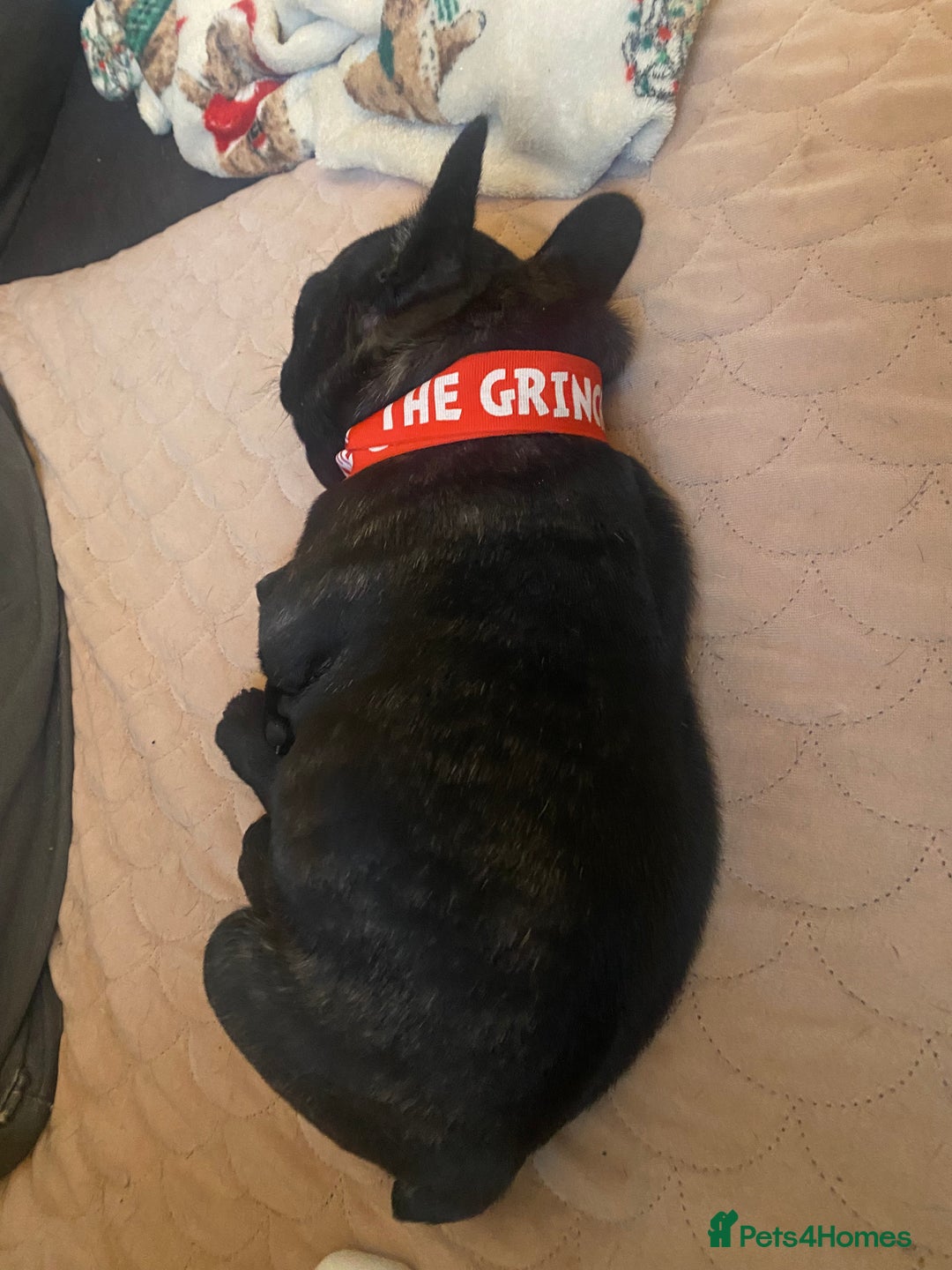 French Bulldog dogs for sale: Adorable male French bulldog puppy ready now - Advert 6