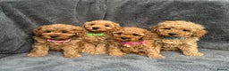 Cavapoo dogs for stud:  Fully healthy tested Proven F1 Cavapoo Stud Dog in Droitwich - Advert 11