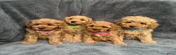 Cavapoo dogs for stud:  Fully healthy tested Proven F1 Cavapoo Stud Dog in Droitwich - Advert 11
