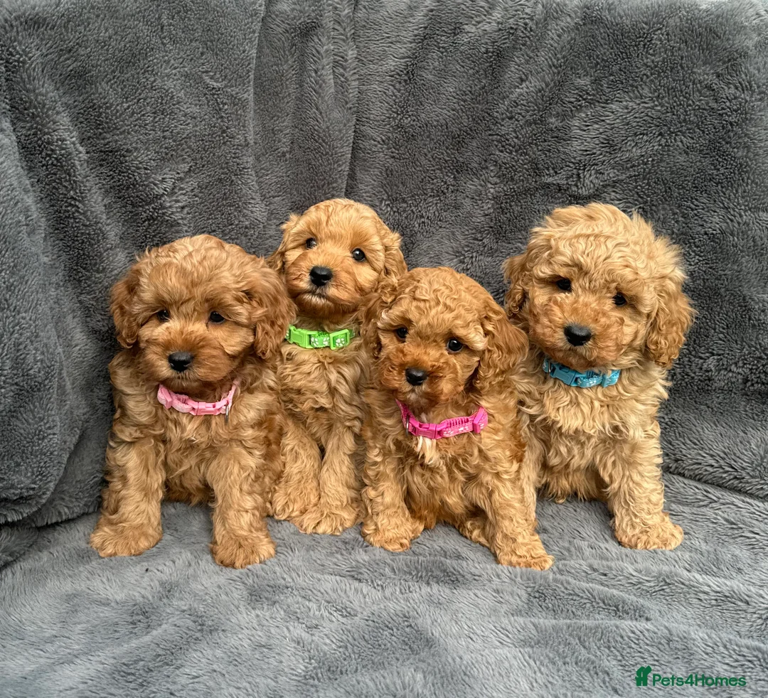 Cavapoo dogs for stud:  Fully healthy tested Proven F1 Cavapoo Stud Dog in Droitwich - Advert 11