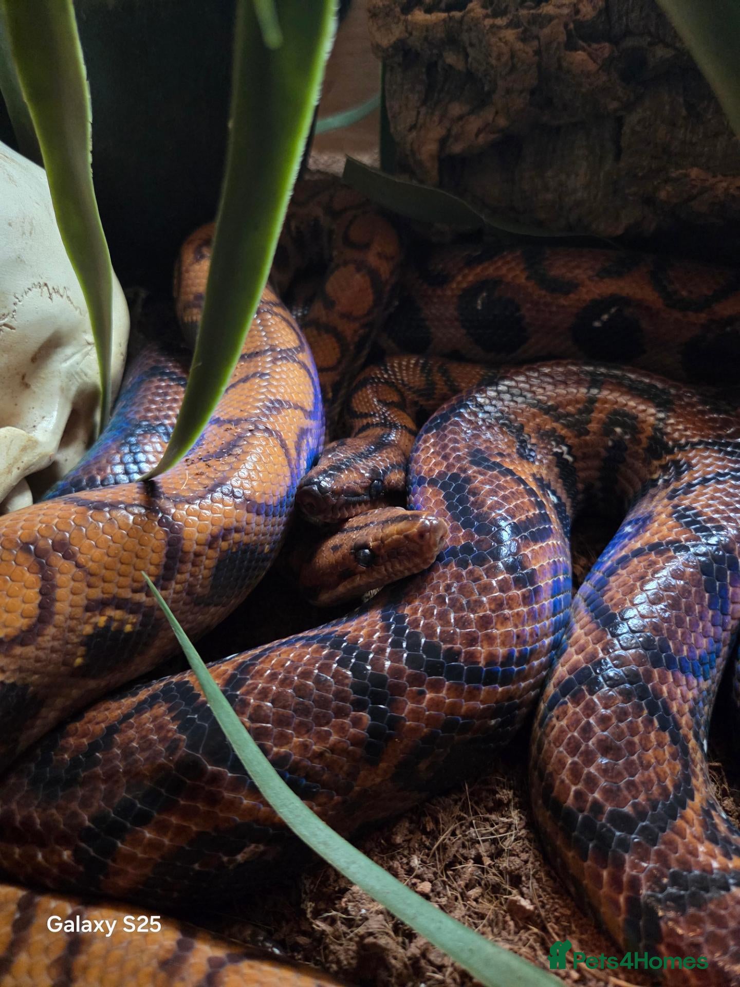 Boa Snake reptiles Brazilian rainbow boas - Advert 2