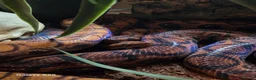 Boa Snake reptiles for sale: Brazilian rainbow boas in Basildon - Advert 1