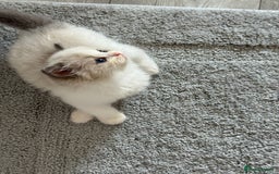 Ragdoll cats for sale: Blue eyes Blue-Bicolor kittens  - Image 30