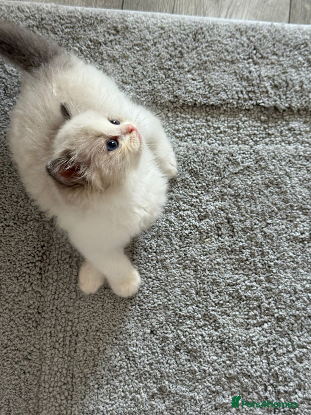 Ragdoll cats for sale: Blue eyes Blue-Bicolor kittens  - Image 30