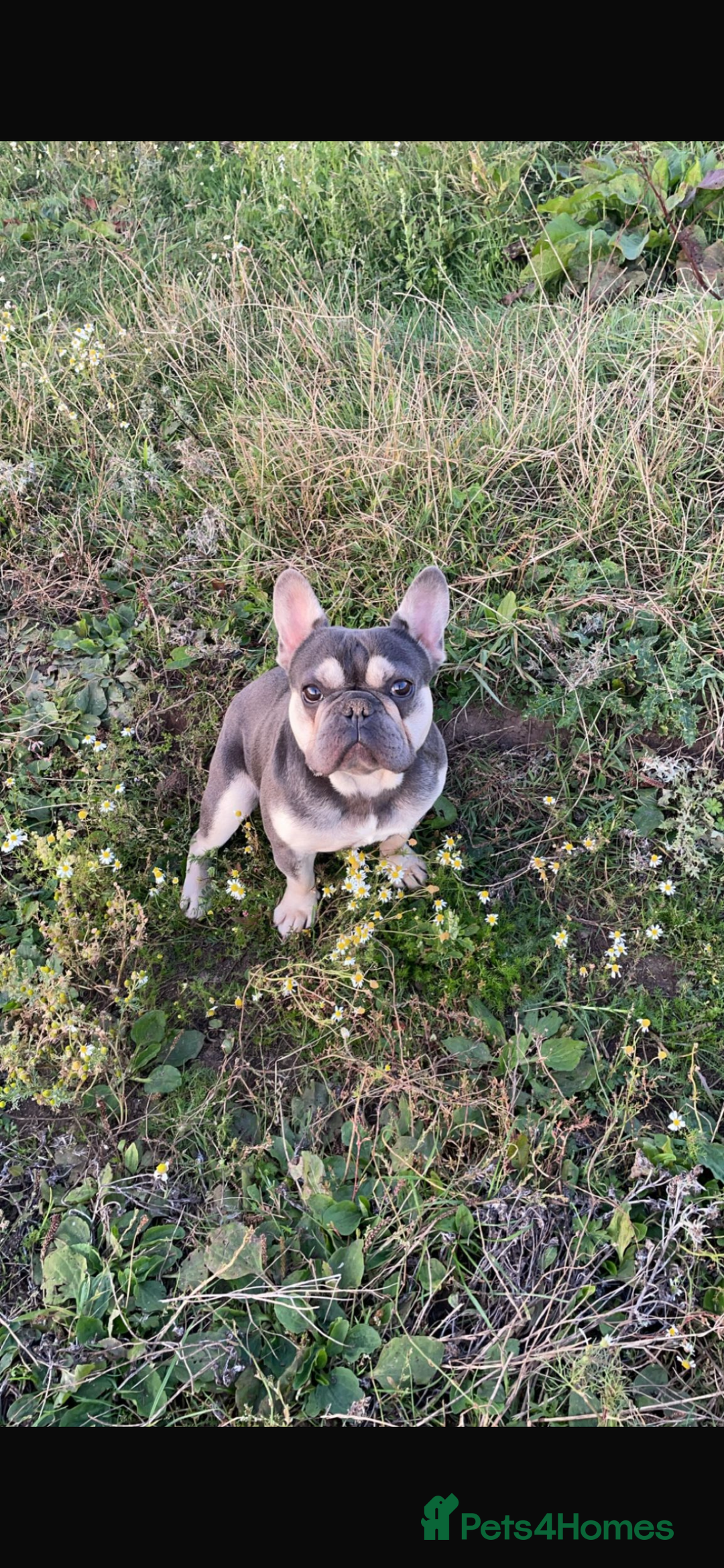 French Bulldog dogs for sale: 2 beautiful french bulldog girls - Advert 3