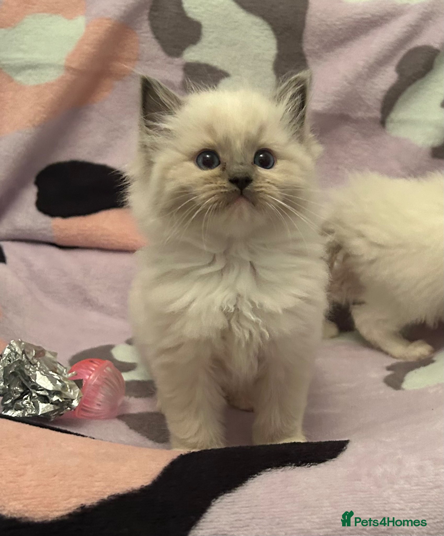 Ragdoll cats Cyborg ( Timmy)GCCF ACTIVE - Advert 2