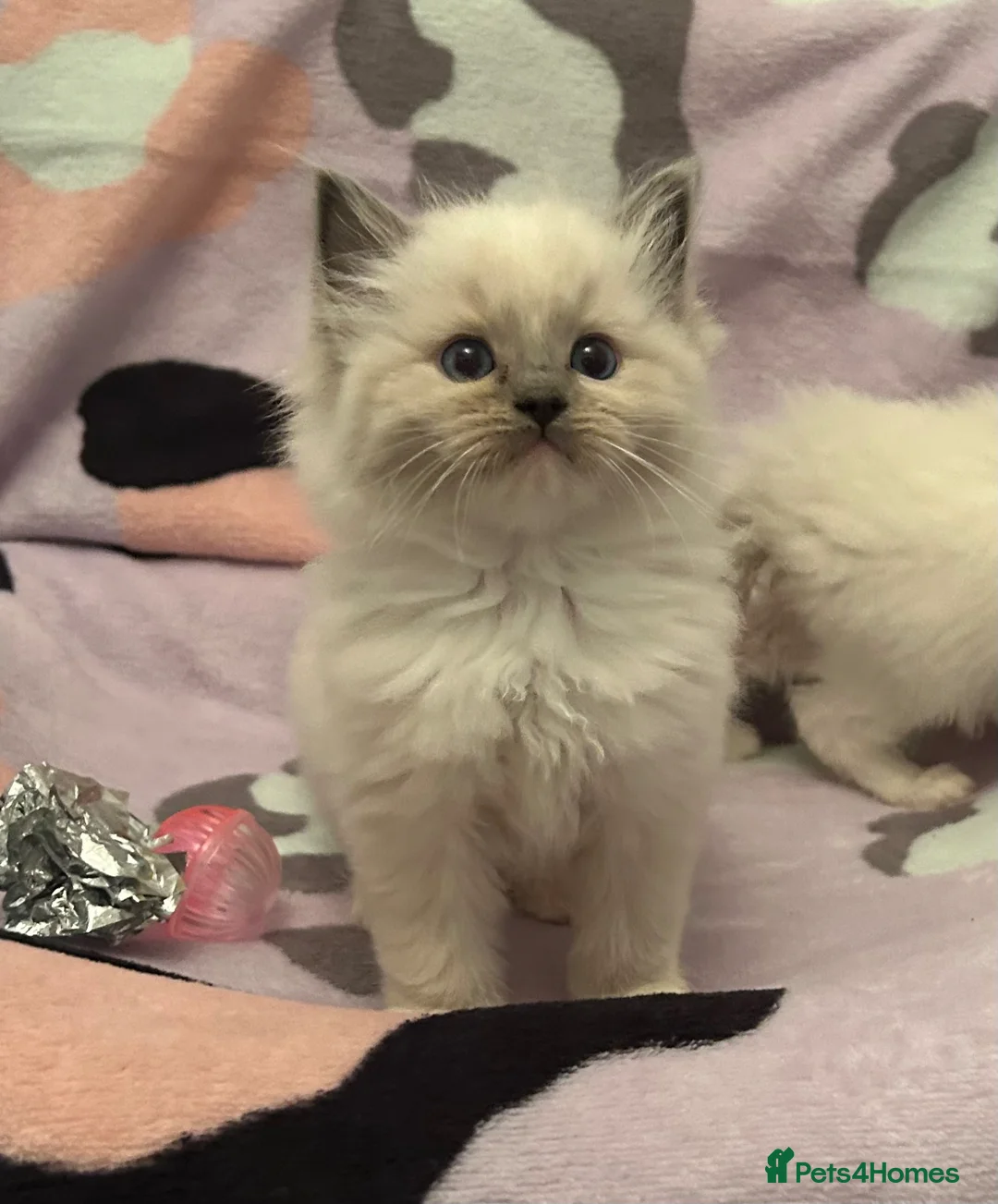 Ragdoll cats for stud: Cyborg ( Timmy)GCCF ACTIVE - Advert 2