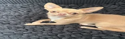 Chihuahua dogs for sale: Beautiful chihuahua puppies - Advert 1