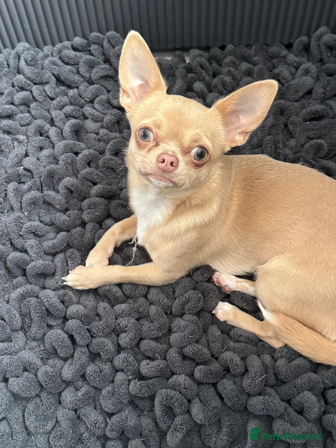 Chihuahua dogs for sale: Beautiful chihuahua puppies - Advert 1