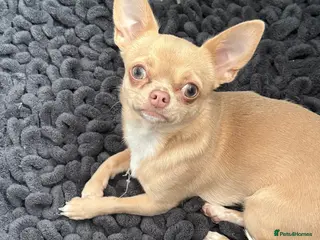 Chihuahua dogs Beautiful chihuahua puppies - Advert 1