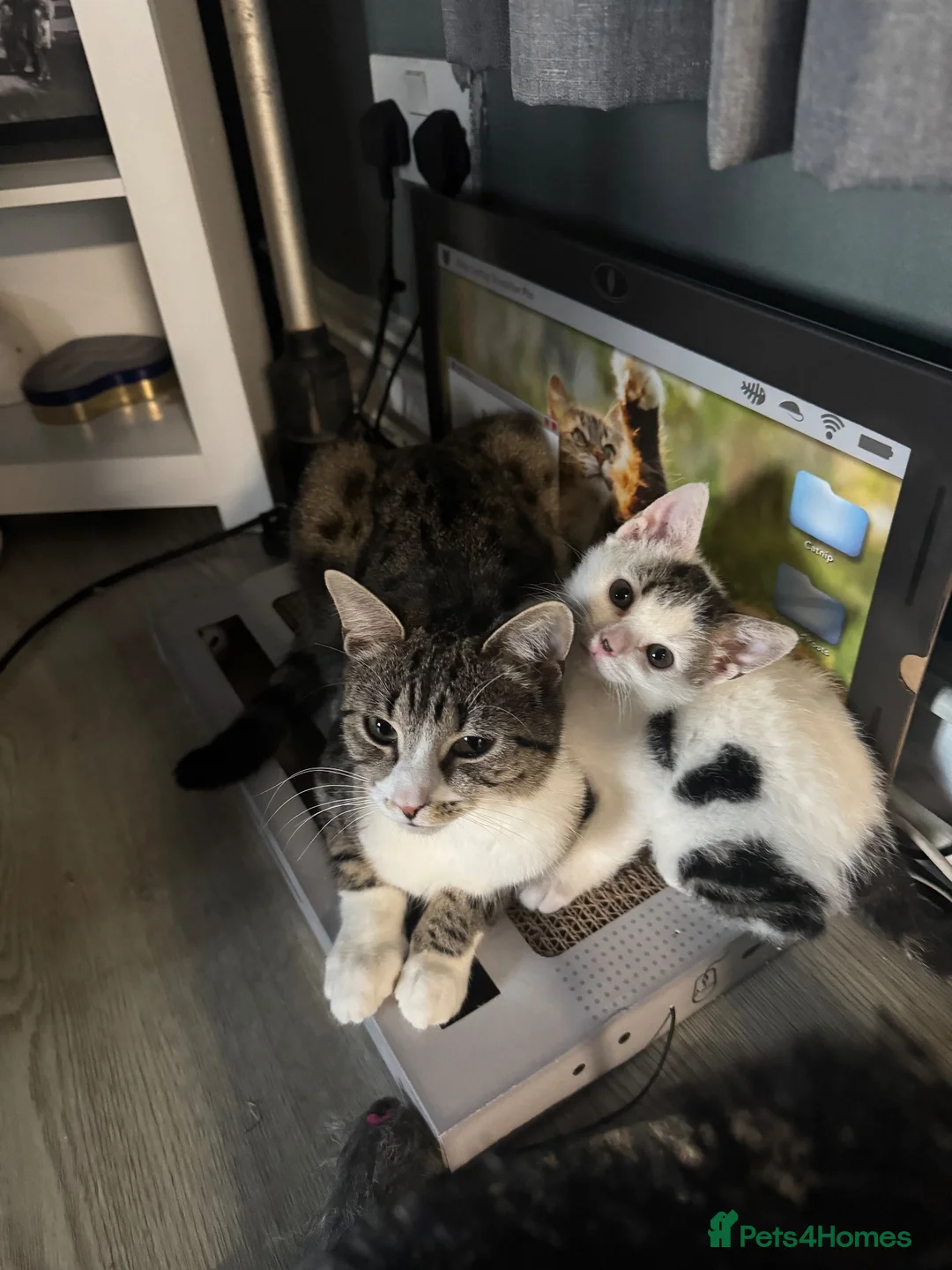 Mixed Breed cats for sale: BEAUTIFUL KITTENS READY NOW!!! - Advert 2