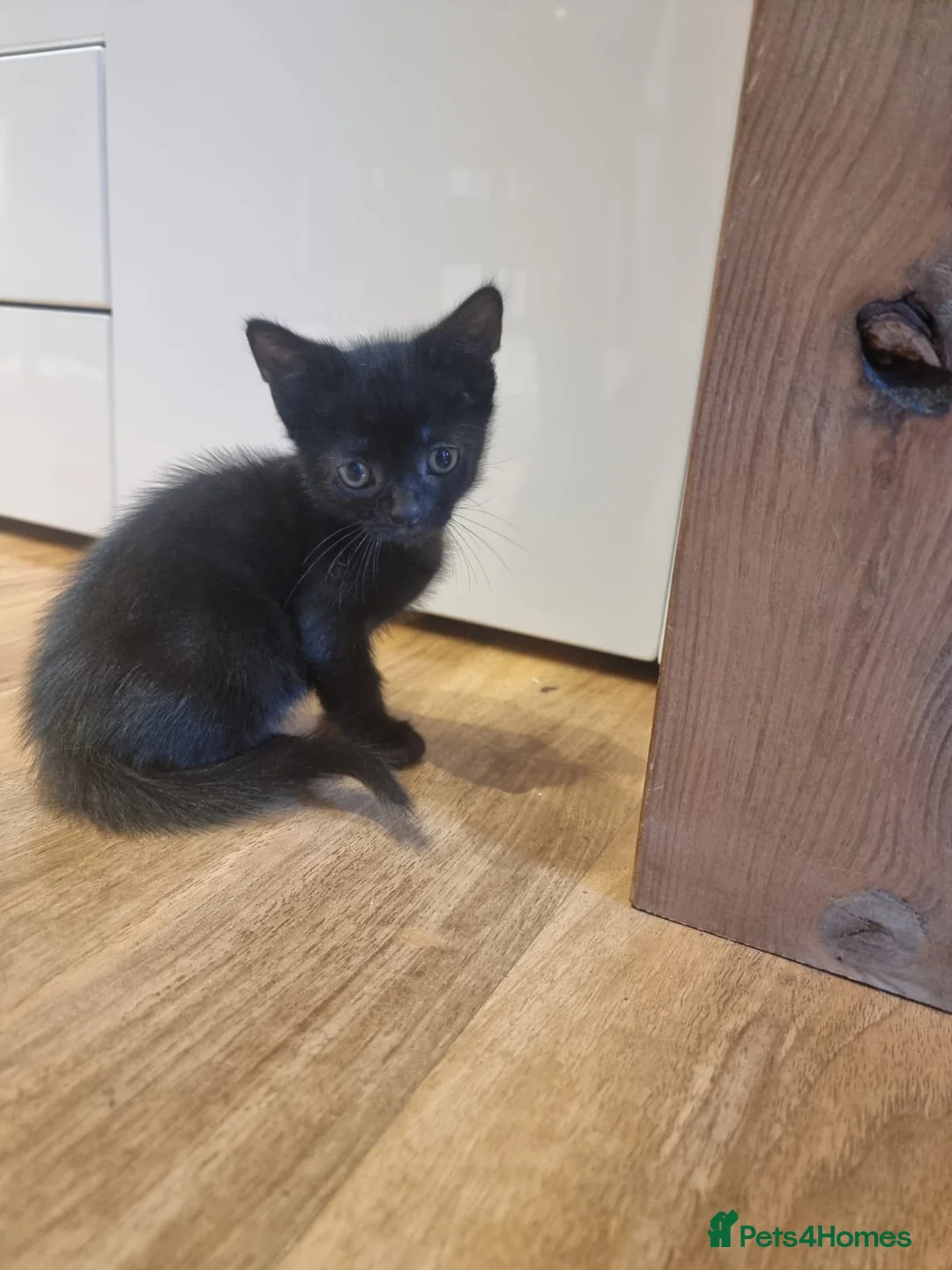 Mixed Breed cats for sale: Beautiful kittens  - Advert 10