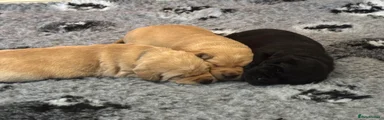 Labrador Retriever Puppy 2