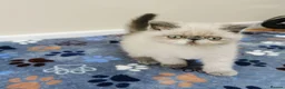 Exotic cats for sale: Pedigree exotic kittens - Advert 4