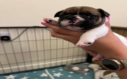 French Bulldog dogs for sale: French Bulldogs - Image 7