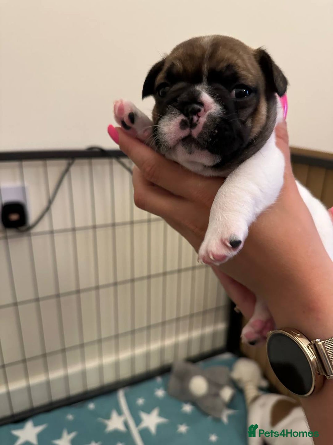 French Bulldog dogs for sale: French Bulldogs - Image 7