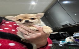 Pomchi dogs for sale: Tiny Pomchi - Image 3