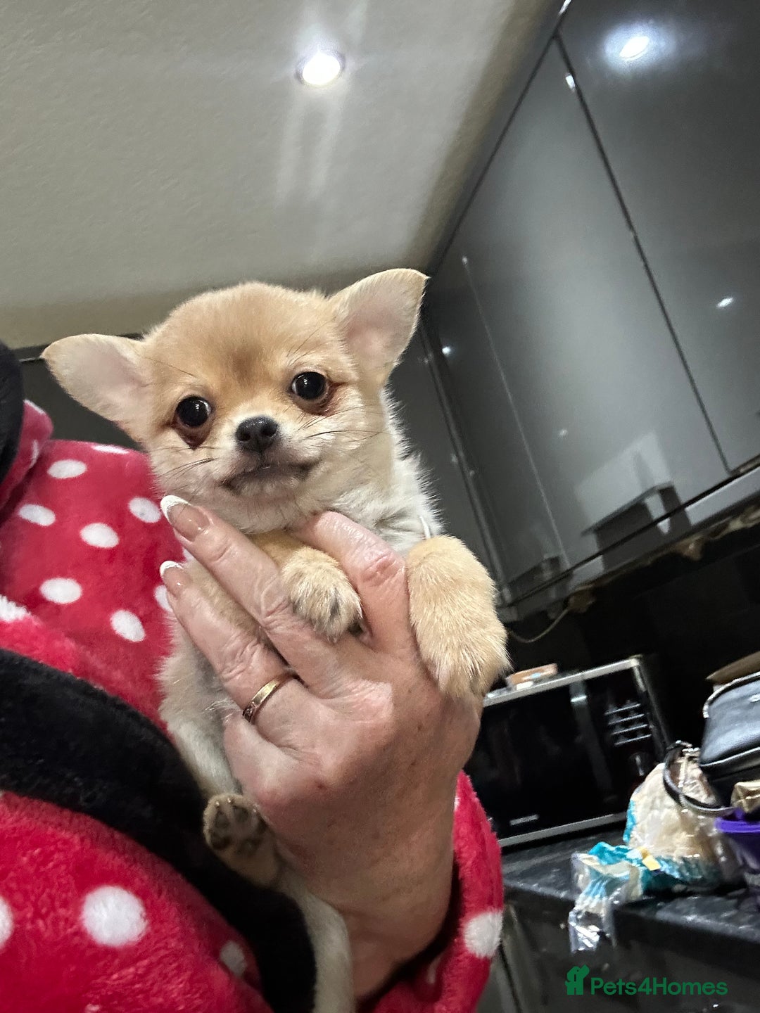 Pomchi dogs for sale: Tiny Pomchi - Image 3