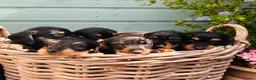 Dachshund dogs for sale: 🐾🌿 KC Registered Teckel Dachshund Litter 🌿🐾 - Advert 3