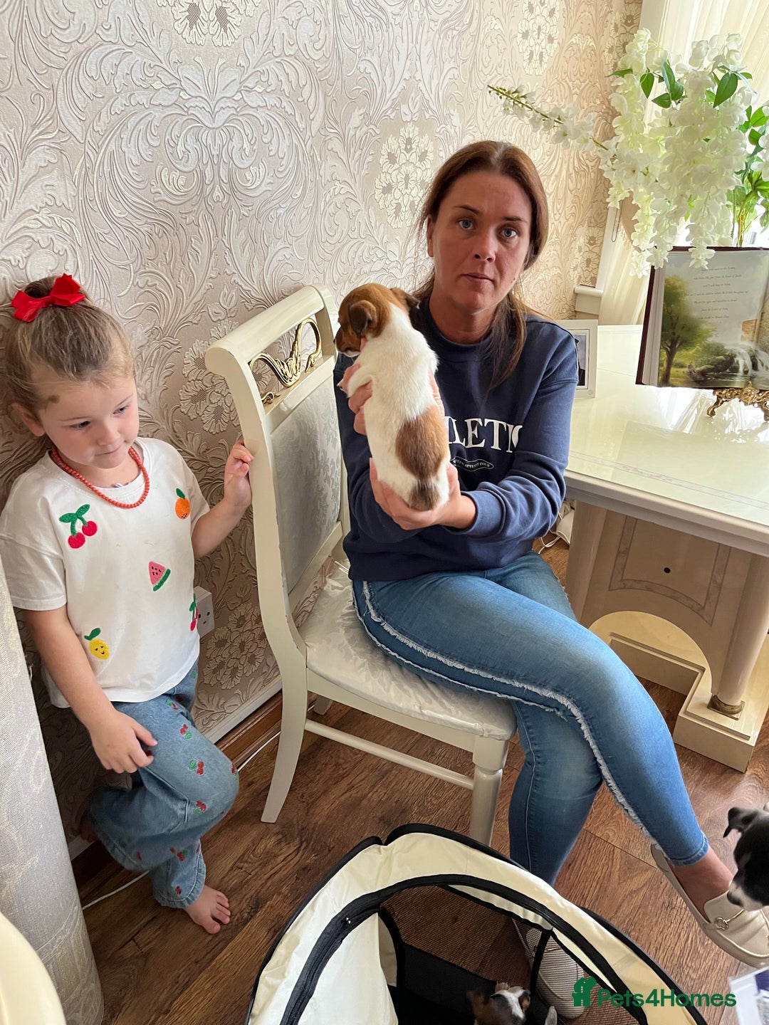 Jack Russell dogs for sale: Puppy looking for their new home  - Image 2