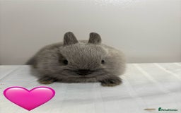 Netherland Dwarf rabbits for sale: 4 x Netherland Dwarf Bunnies 🐰  - Image 3