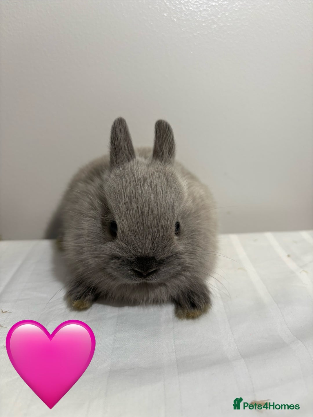 Netherland Dwarf rabbits for sale: 4 x Netherland Dwarf Bunnies 🐰  - Image 3