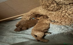 Miniature Poodle dogs for sale: Red Miniature Poodles  - Image 15