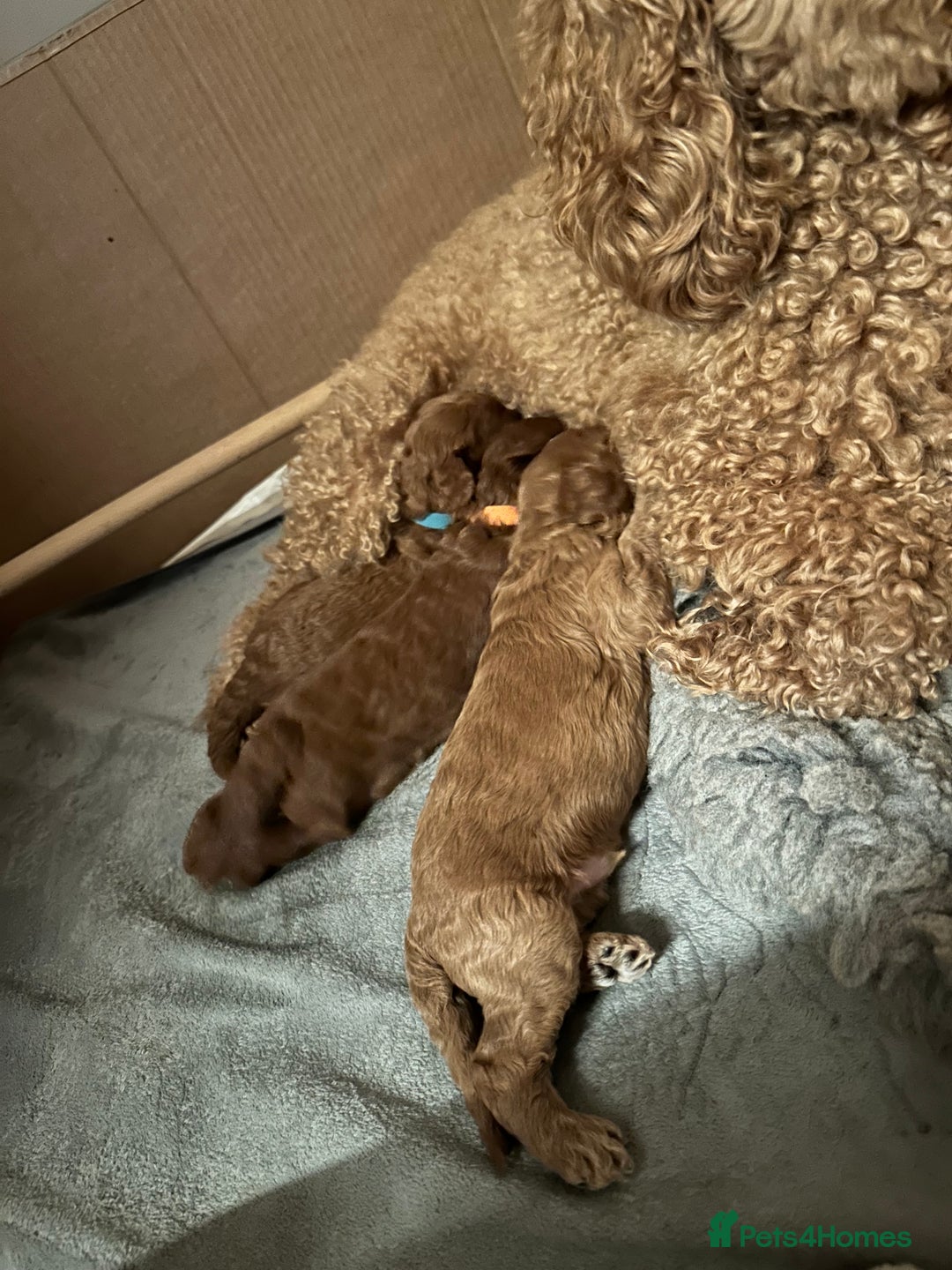 Miniature Poodle dogs for sale: Red Miniature Poodles  - Image 15