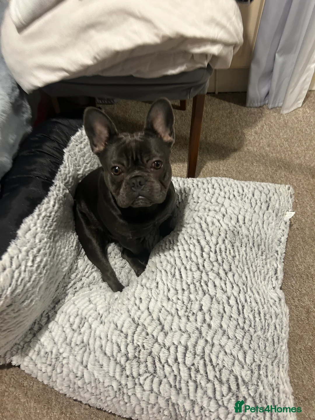French Bulldog dogs for stud: Blue French Bulldog Stud Available – Aki 🐶💙 - Advert 4