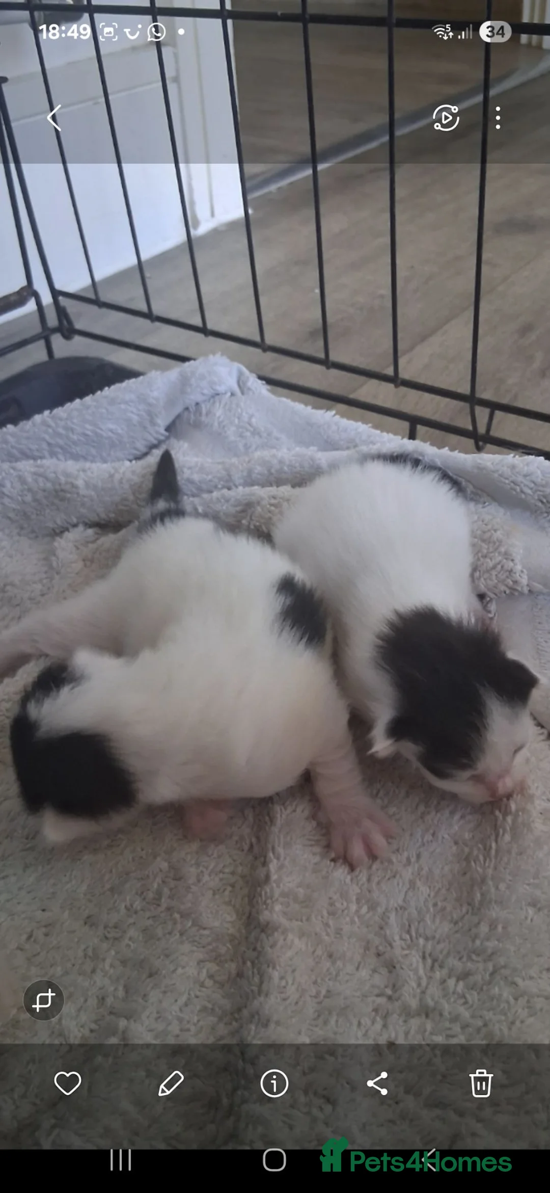 Turkish Van cats for sale: Twin baby boys looking for forever homes - Advert 7