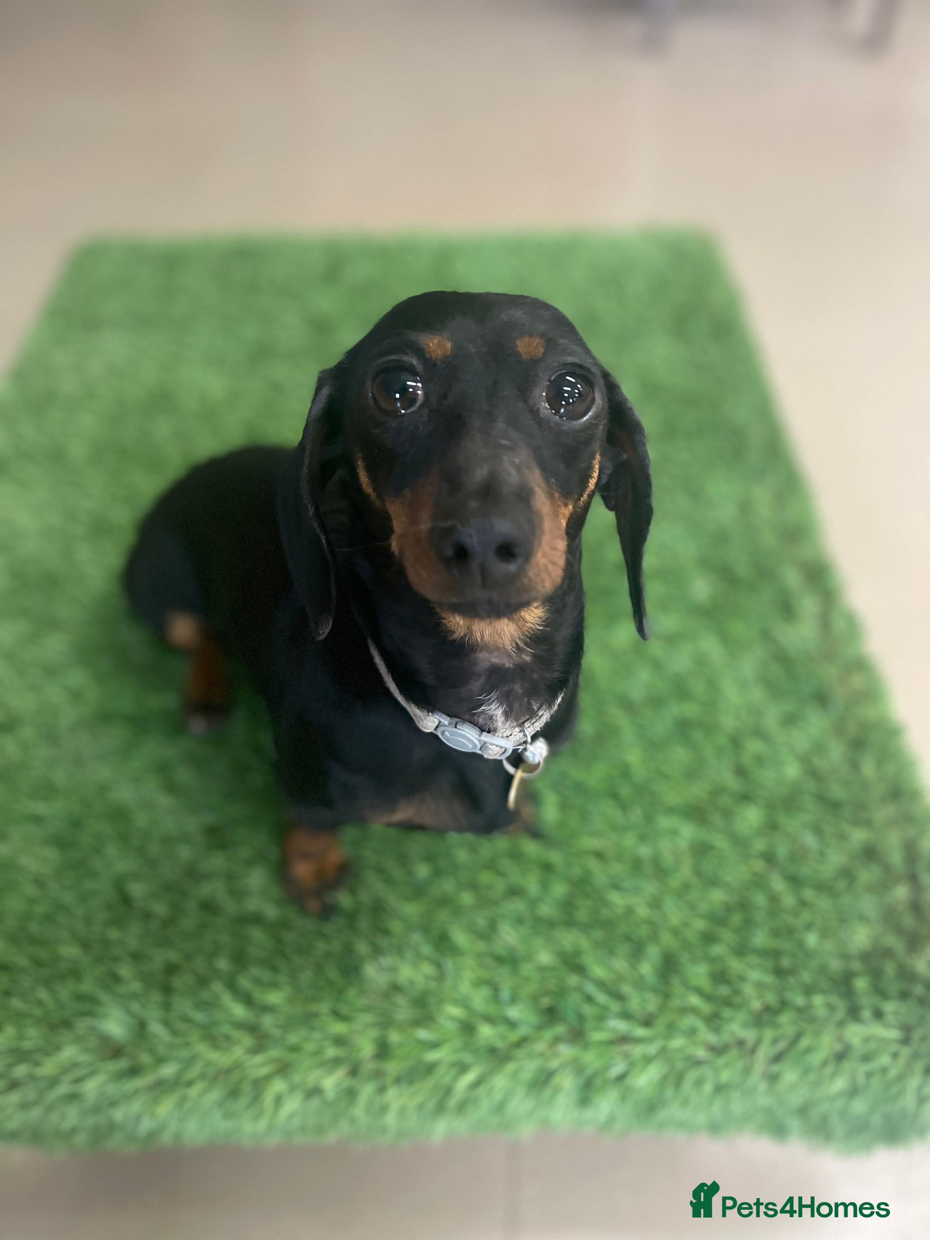 Dachshund dogs ✨ The Tiniest Little Sausages Are Finally Ready ✨ - Advert 2