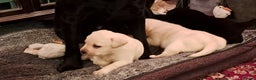 Labrador Retriever dogs for sale: KC Labrador girls - Advert 9