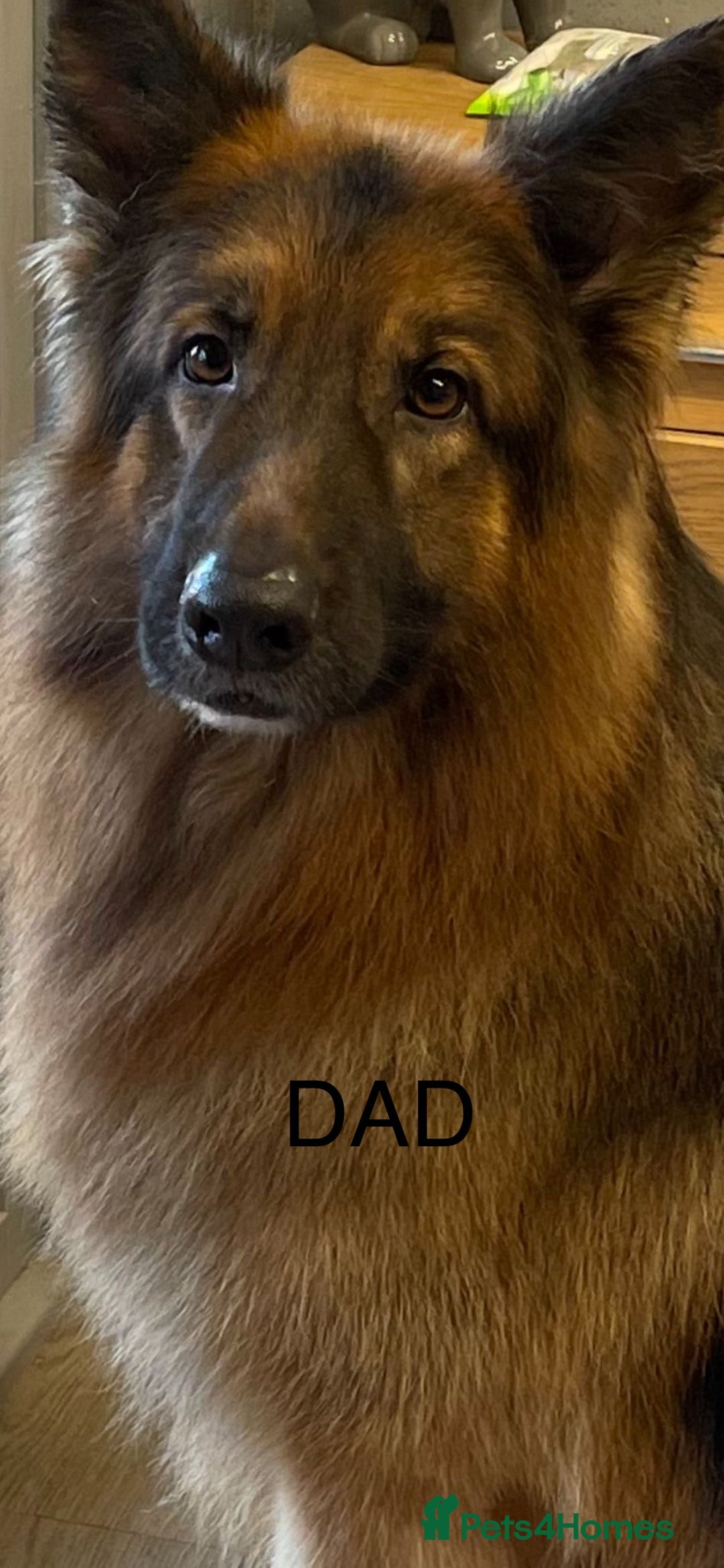 German Shepherd dogs for sale: Stunning long haired German shepherd puppies  - Image 7