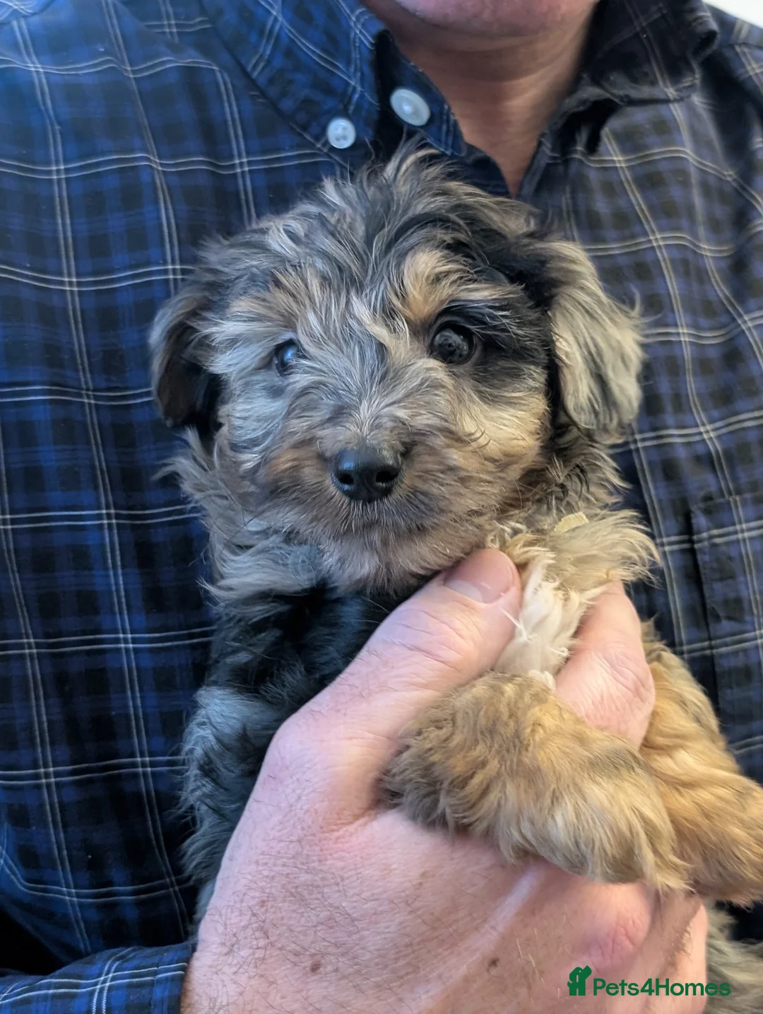 Jackapoo dogs for sale: Beautiful Jackapoo puppies  - Advert 4