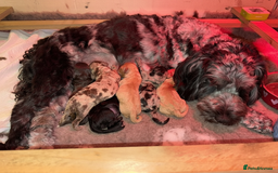 Cockapoo dogs for sale: F2b Cockapoo Puppies - 3 x girls still available - Image 4