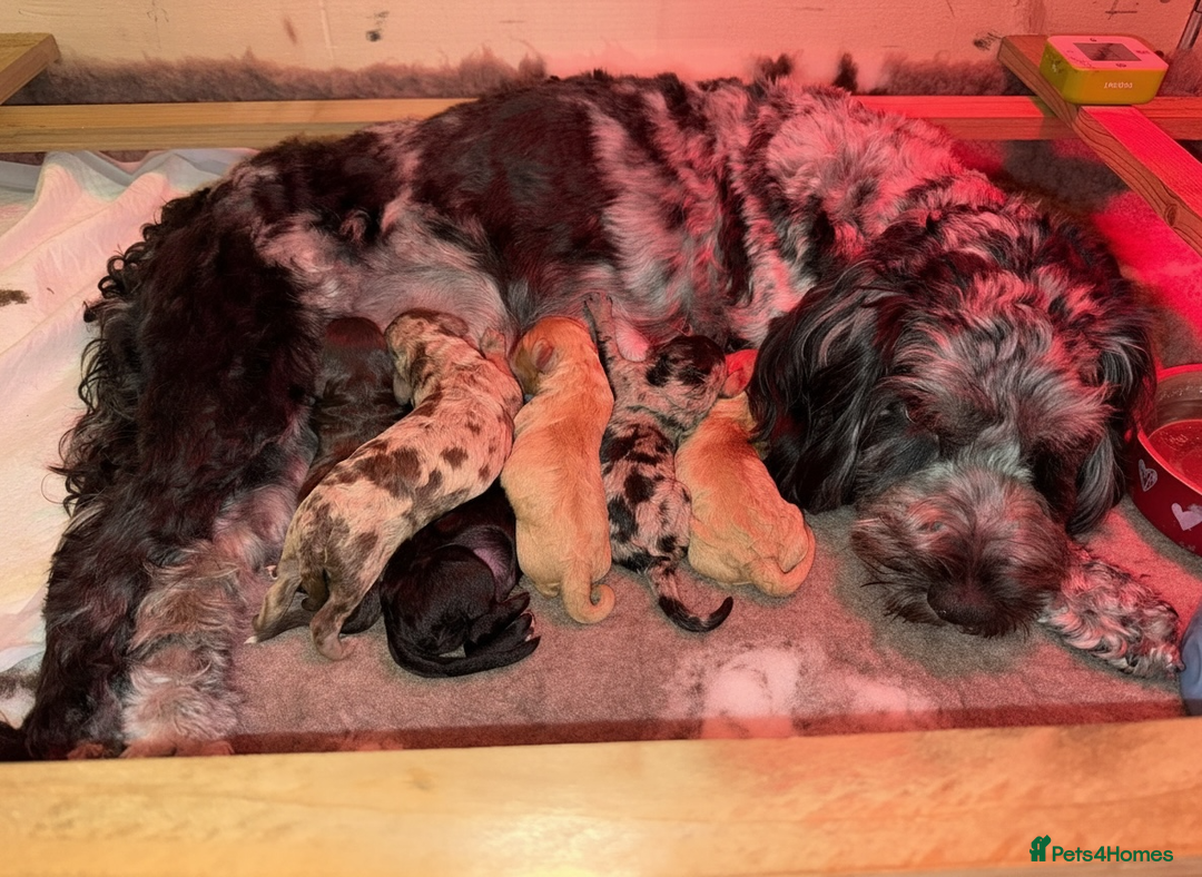 Cockapoo dogs for sale: F2b Cockapoo Puppies - 3 x girls still available - Image 4