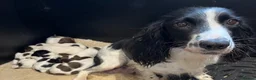 English Springer Spaniel dogs for sale: With an OFF SWITCH springers - Advert 33