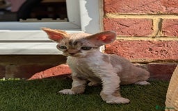 Devon Rex cats for sale: 🌼Curly, gorgeous Devon Rex Kittens available  - Image 20