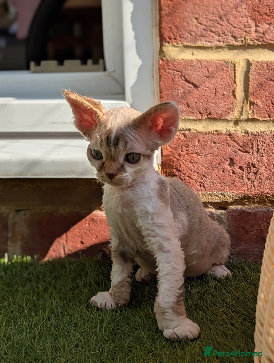 Devon Rex cats for sale: 🌼Curly, gorgeous Devon Rex Kittens available  - Image 20