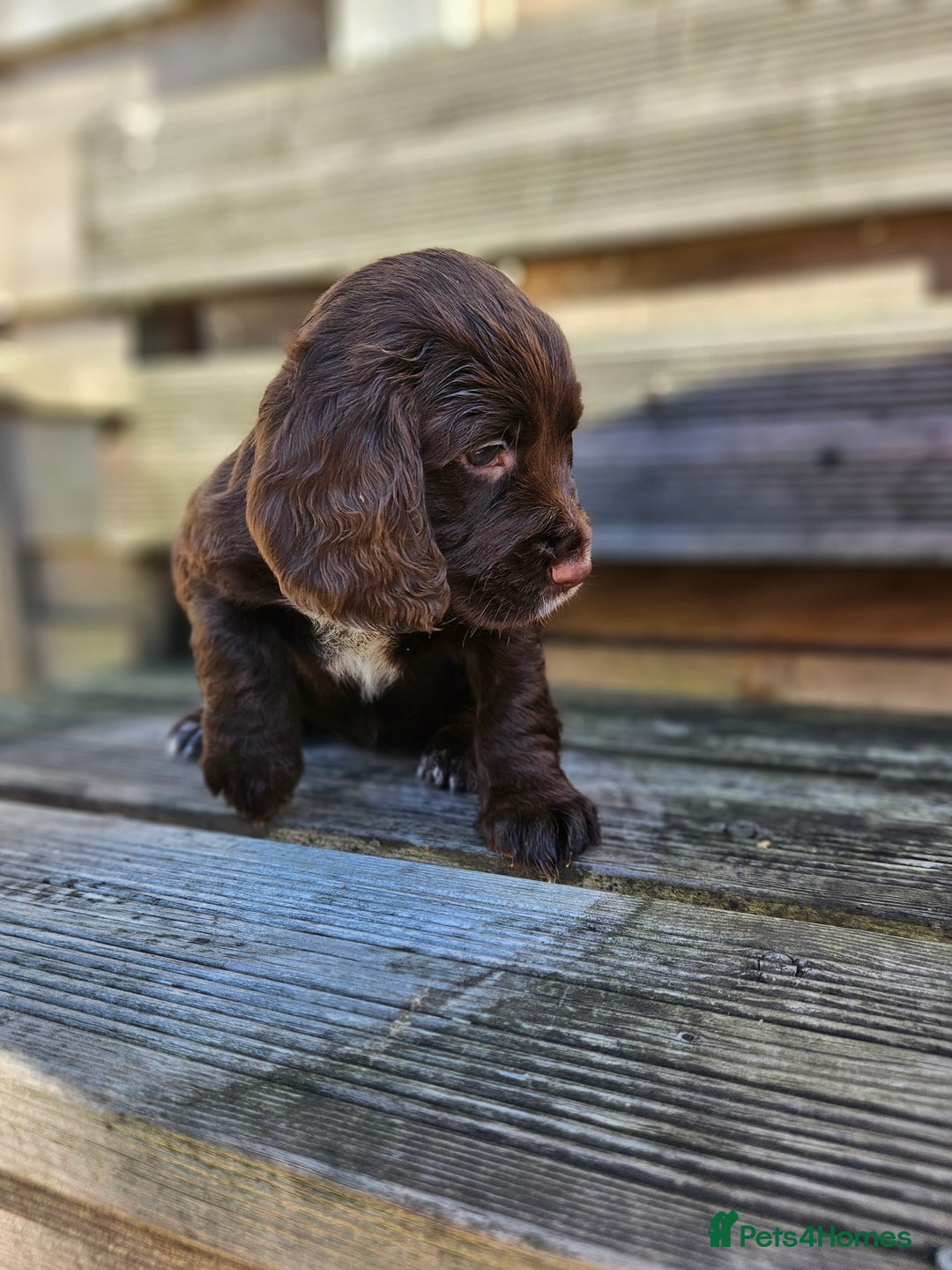 Sprocker dogs for sale: Litter of 6 chocolate/ white Sprocker Spaniels - Image 6
