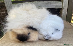 Guinea Pig rodents for sale: Swiss teddy baby boars - Image 2