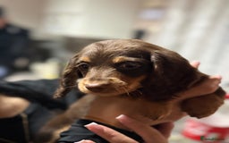 Miniature Dachshund dogs for sale: Longhair miniature Duchshund 🩵1boy 1girl left🩷 - Advert 16