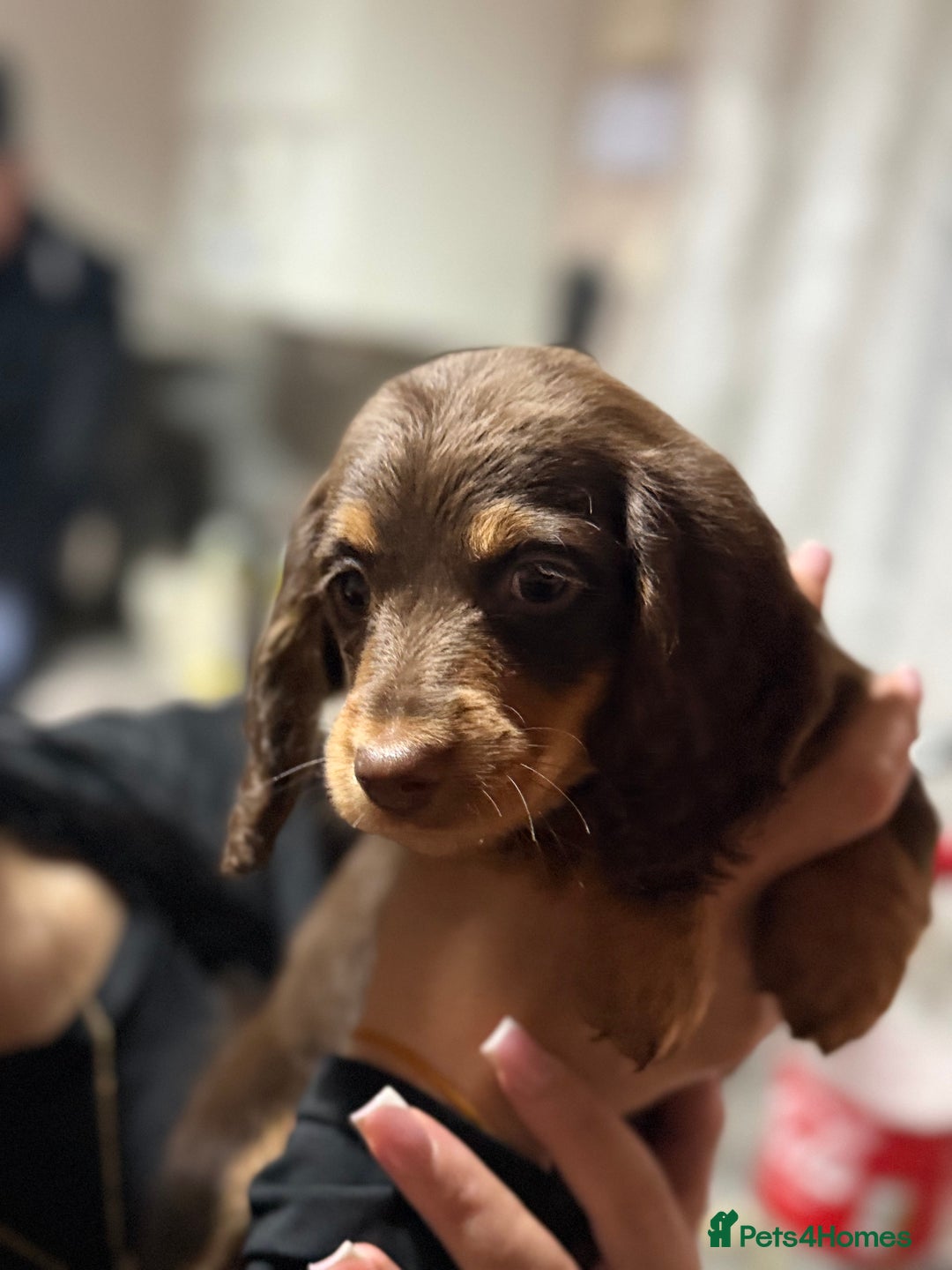 Miniature Dachshund dogs for sale: Longhair miniature Duchshund 🩵1boy 1girl left🩷 - Advert 16