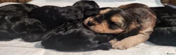 Cockapoo dogs for sale: 5 F1B Cockapoo puppies - Advert 8