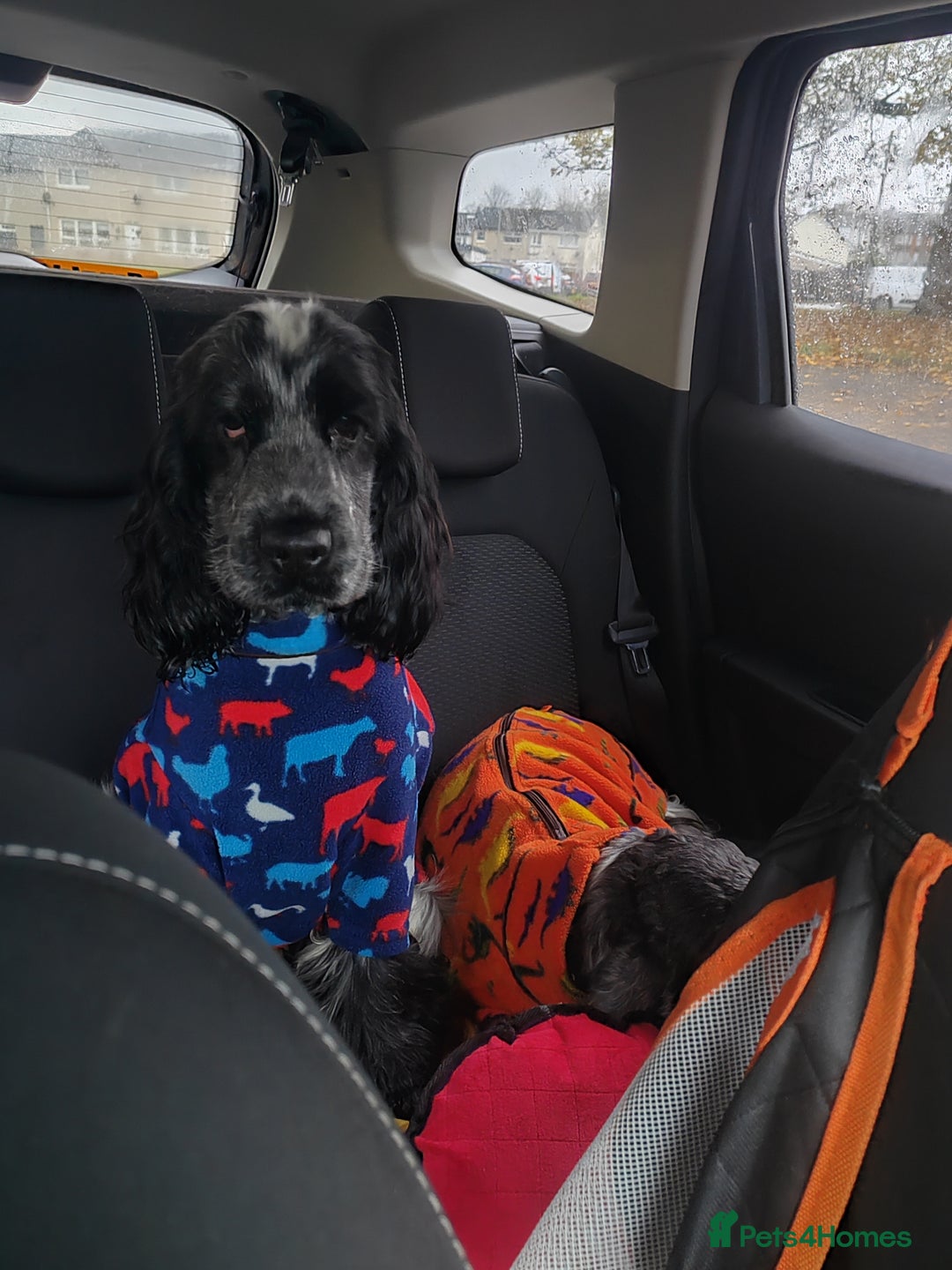 Cocker Spaniel dogs for stud: French imported KC registered show cocker - Advert 2