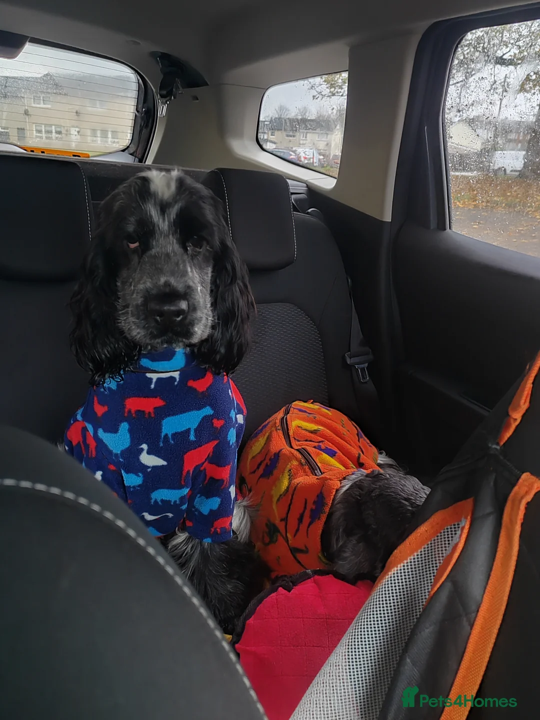 Cocker Spaniel dogs for stud: French imported KC registered show cocker - Advert 2