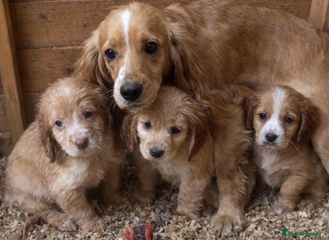 Cocker Spaniel dogs for sale: Cocker spaniels ready to go  - Advert 1