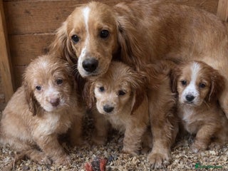Cocker Spaniel dogs Cocker spaniels ready to go - Advert 3