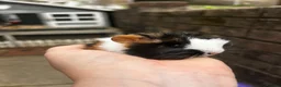 Guinea Pig rodents for sale: Female guinea pigs ( pairs only)  in Pontypool - Advert 4