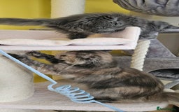 Maine Coon cats for sale: TICA Reg Maine Coon Kittens - Image 14